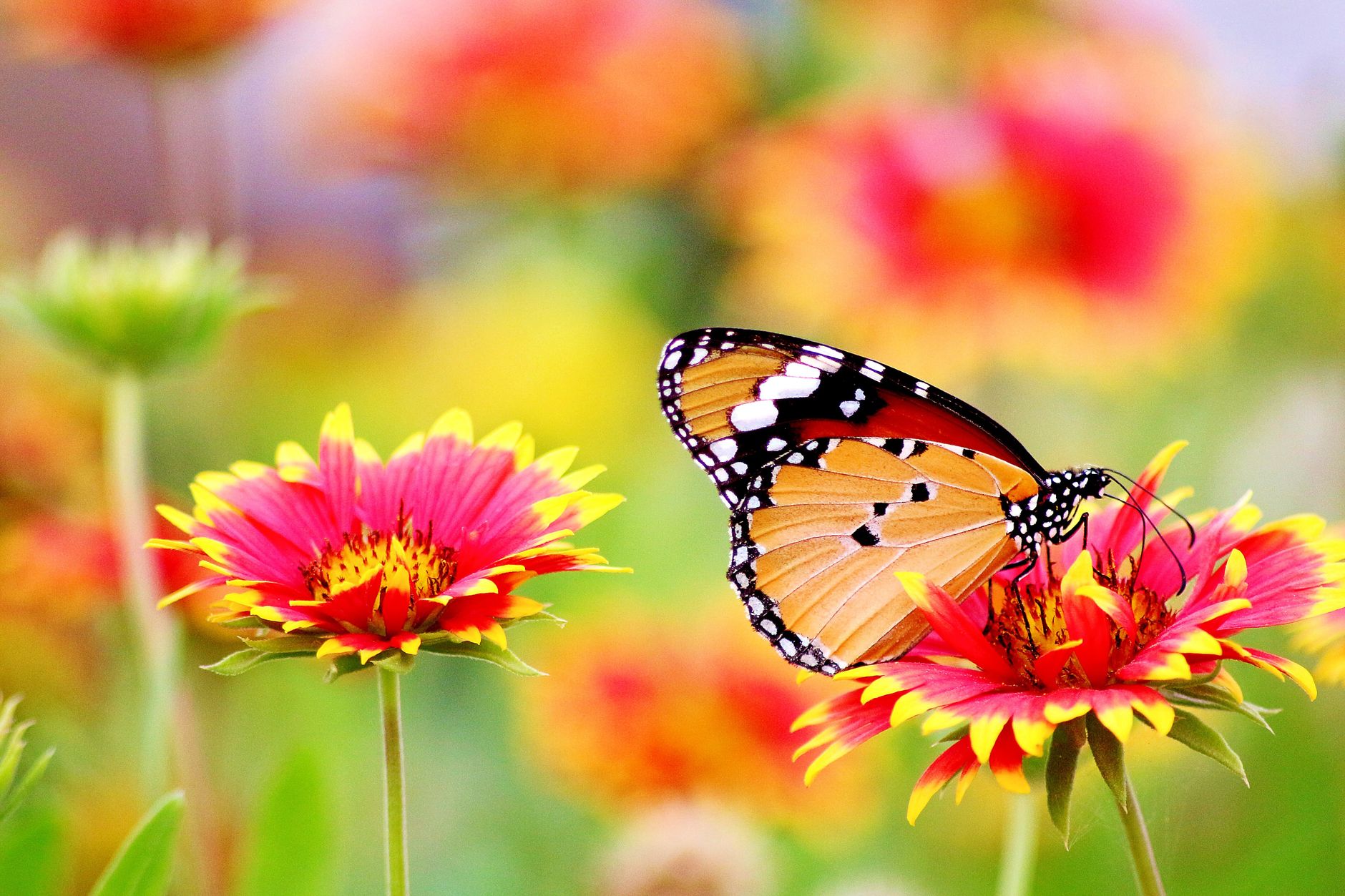 Gardening visual