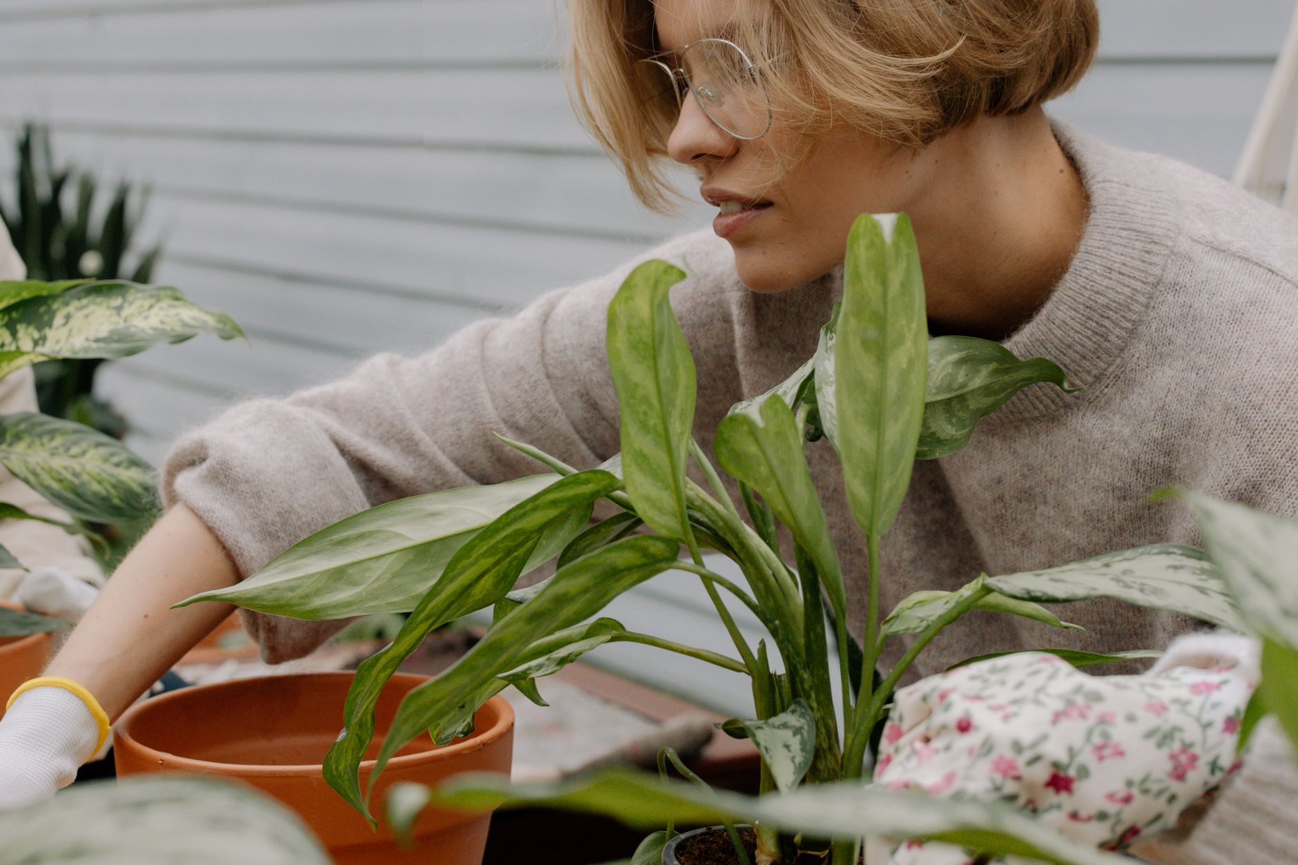 Healthy indoor plants arranged near natural light