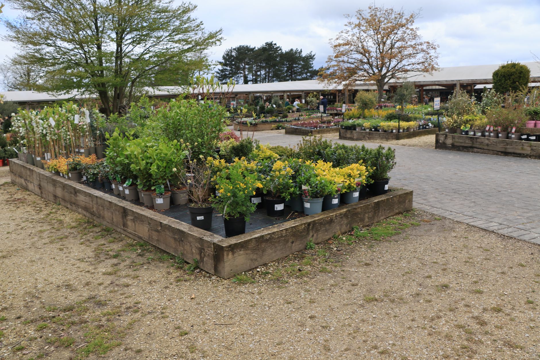 Layered landscape planting beside a garden path