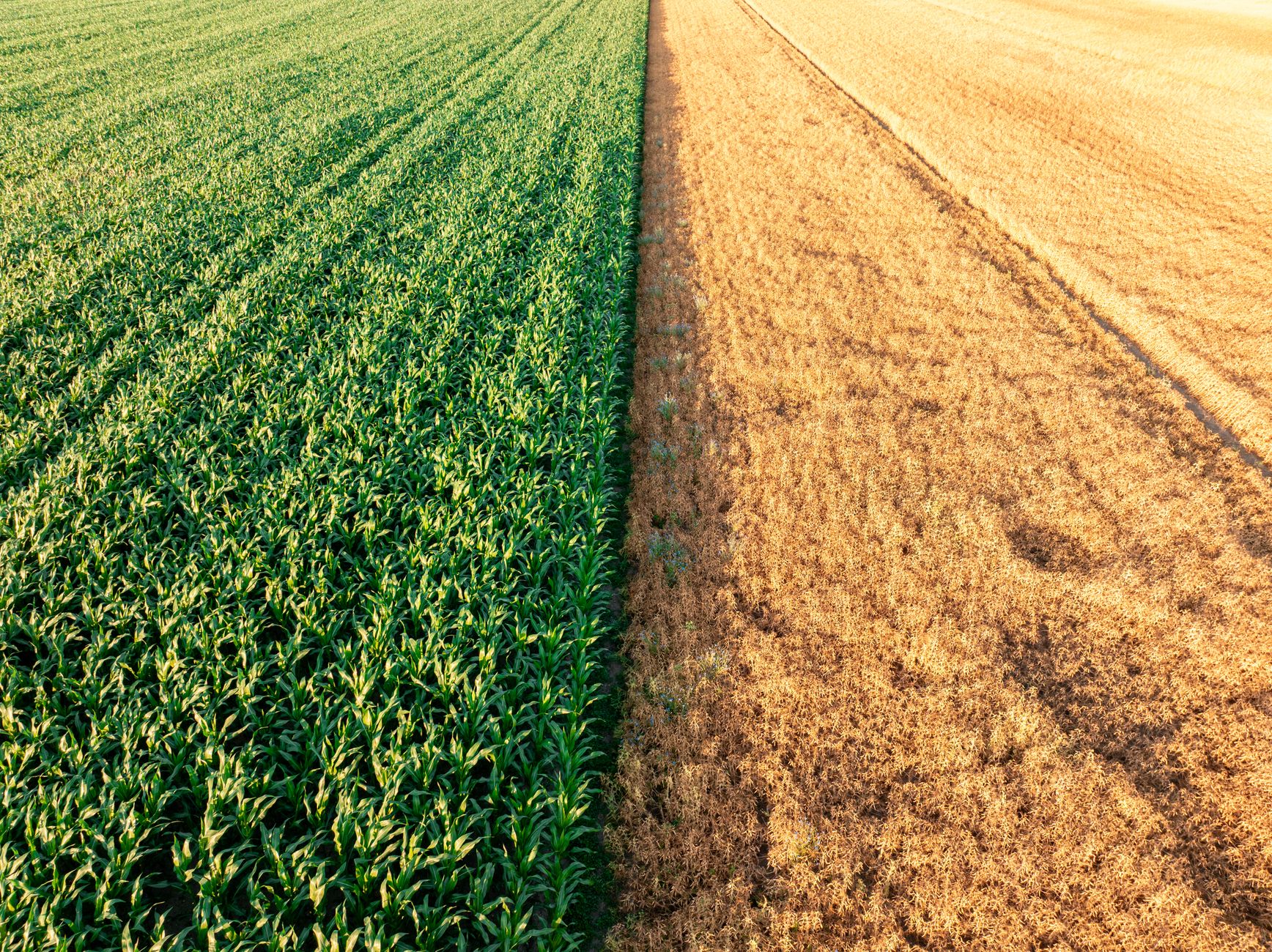 How Does Crop Rotation Benefit Soil Health? Healthier Fields