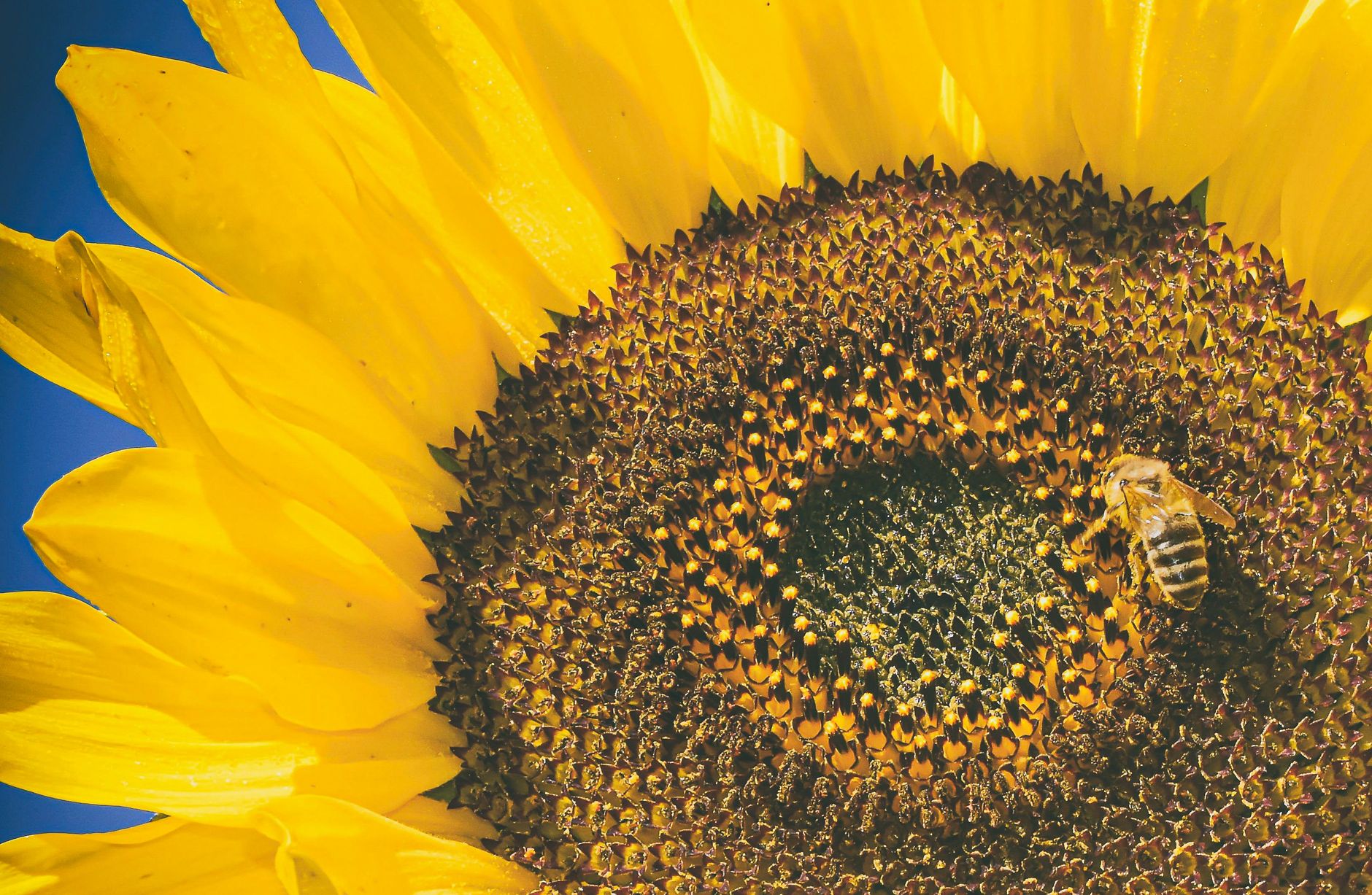 How Does Plant Pollination Work? From Pollen to Seeds