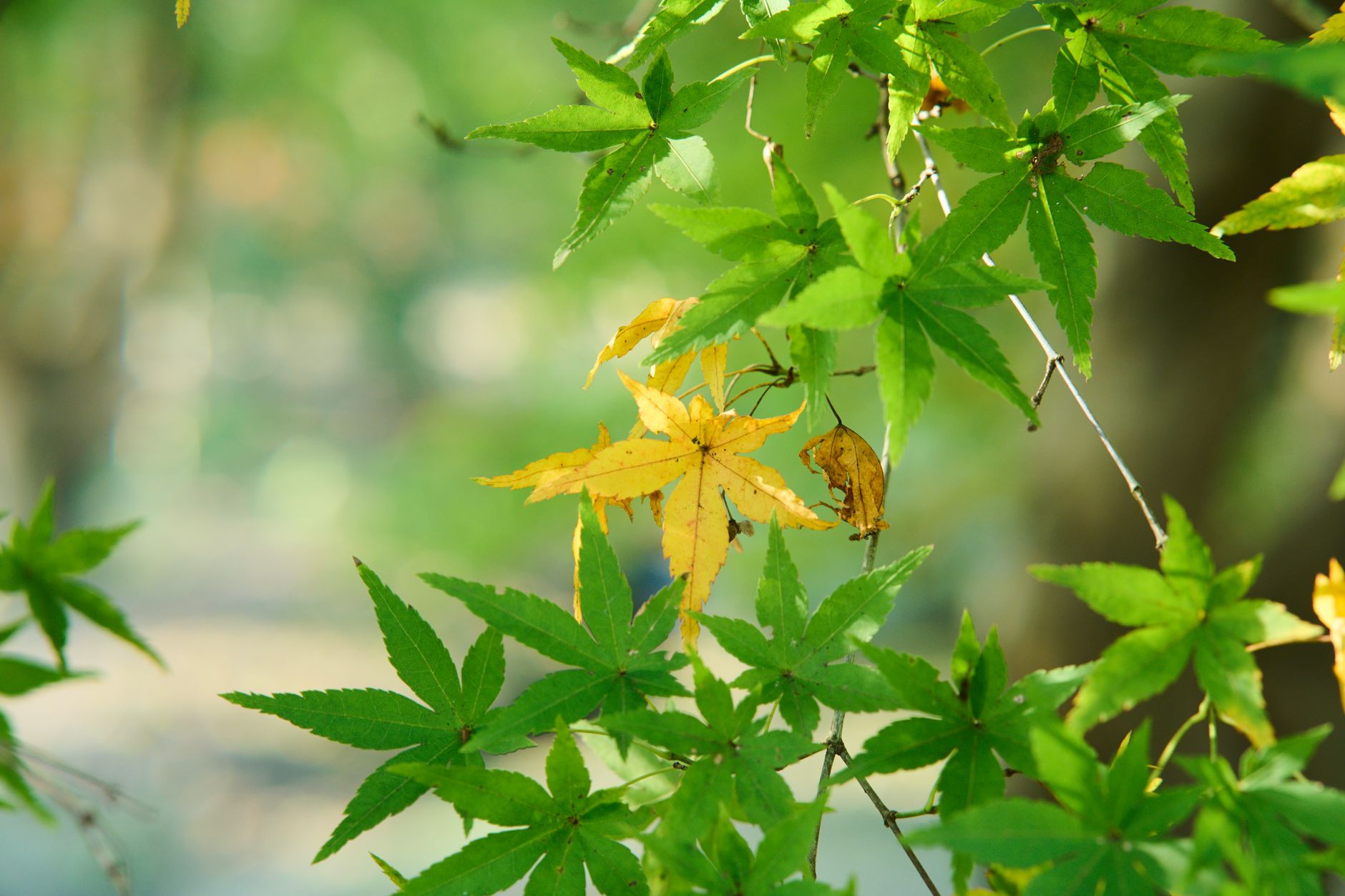 What Causes Yellowing Leaves in Plants? A Practical Diagnosis