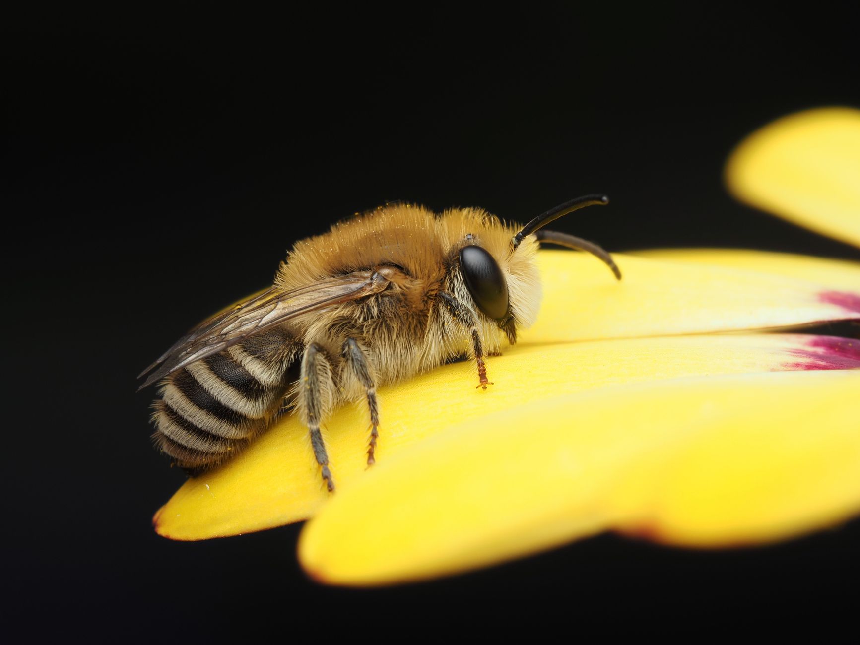 What Is the Difference between Self-Pollinating and Cross-Pollinating Plants? Genetics, Pollinators, and Garden Results